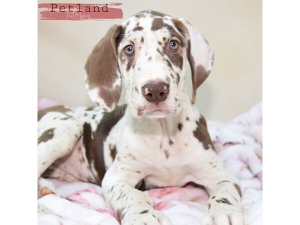 Blue eyed great dane puppies sales for sale