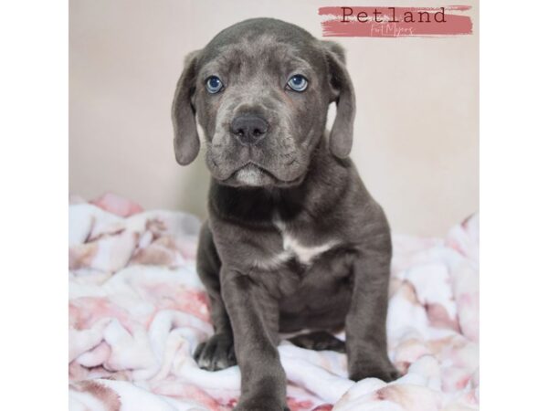 Cane Corso--Male---Petland Fort Myers, Florida