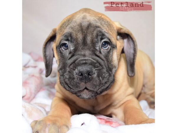 Bullmastiff--Male---Petland Fort Myers, Florida