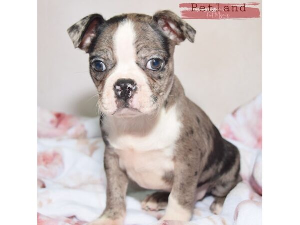 Boston Terrier--Male---Petland Fort Myers, Florida