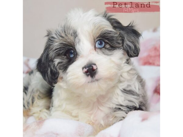 Aussiedoodle Mini--Female---Petland Fort Myers, Florida