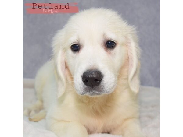 Golden Retriever--Female---Petland Fort Myers, Florida