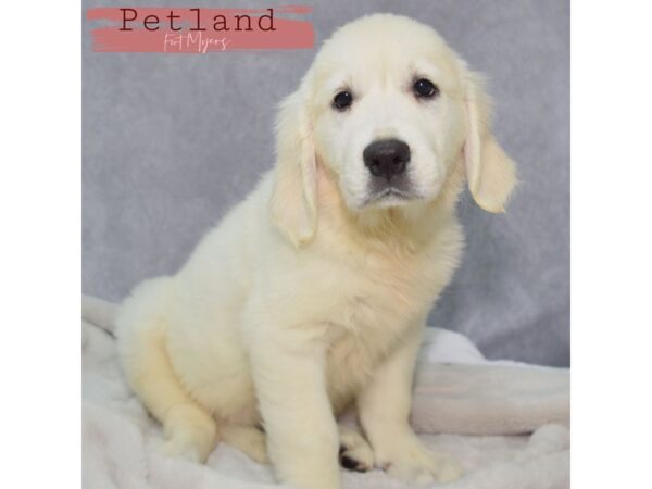 Golden Retriever--Female---Petland Fort Myers, Florida
