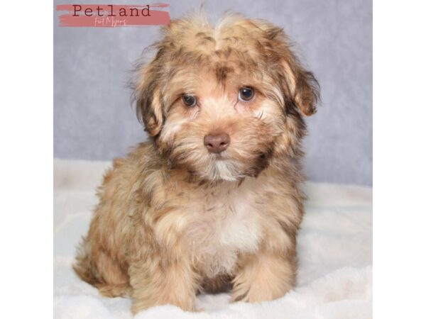 Yorkiepoo--Male---Petland Fort Myers, Florida