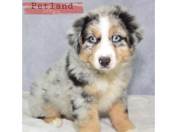 Miniature American Shepherd--Male---Petland Fort Myers, Florida