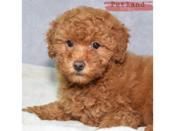 Miniature Poodle--Female---Petland Fort Myers, Florida