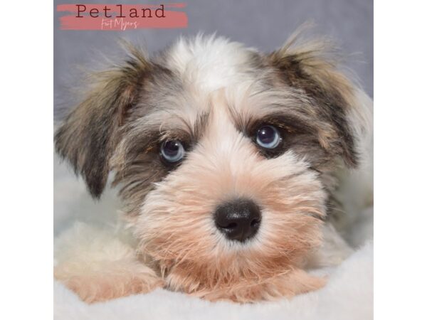 Miniature Schnauzer--Female---Petland Fort Myers, Florida