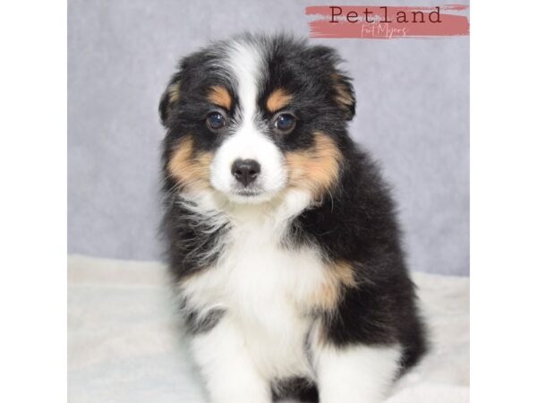 Miniature Australian Shepherd--Female---Petland Fort Myers, Florida