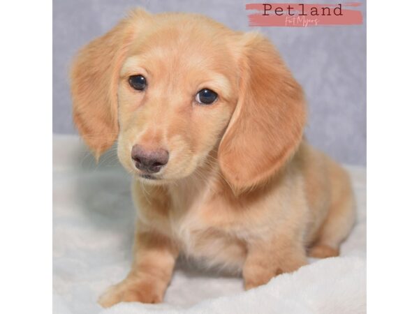Dachshund--Female---Petland Fort Myers, Florida
