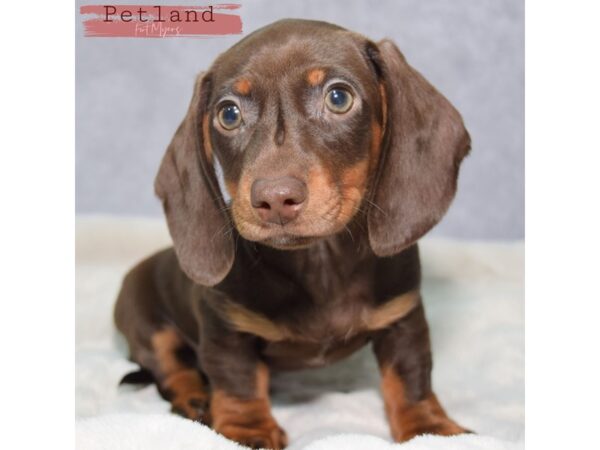 Dachshund--Female---Petland Fort Myers, Florida