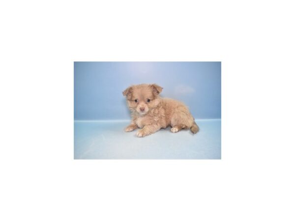 Chihuahua--Male---Petland Fort Myers, Florida