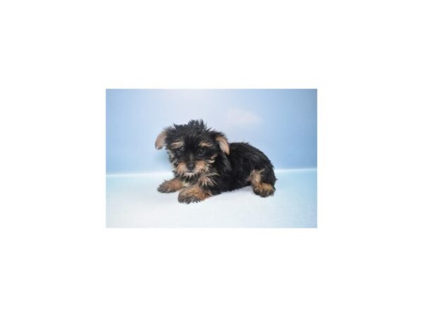 Yorkshire Terrier--Female---Petland Fort Myers, Florida