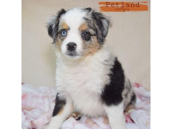 Miniature Australian Shepherd--Female---Petland Fort Myers, Florida
