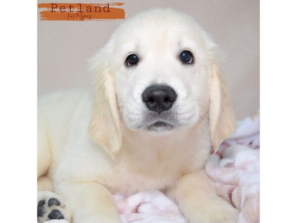 Golden Retriever--Female---Petland Fort Myers, Florida