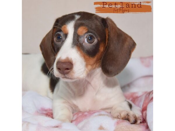 Dachshund--Female---Petland Fort Myers, Florida