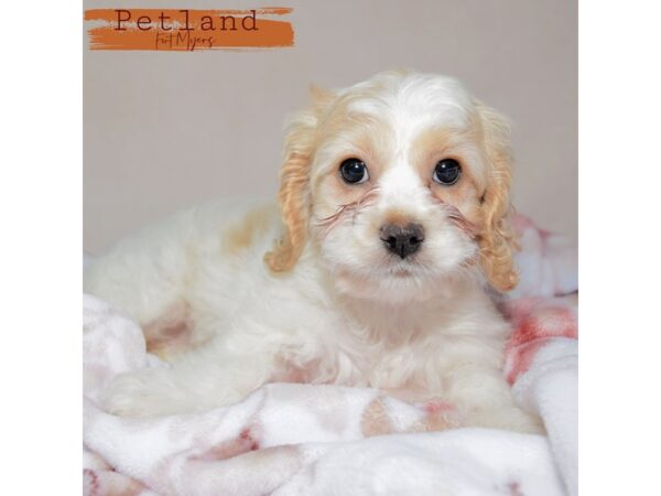 Cockapoo--Female---Petland Fort Myers, Florida