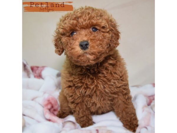 Miniature Poodle--Female---Petland Fort Myers, Florida