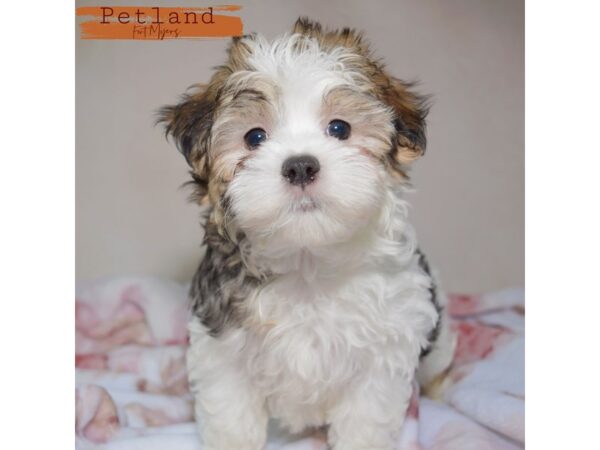Morkie--Male---Petland Fort Myers, Florida