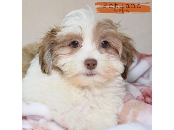 Havanese--Female---Petland Fort Myers, Florida
