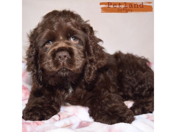 Cocker Spaniel--Male---Petland Fort Myers, Florida
