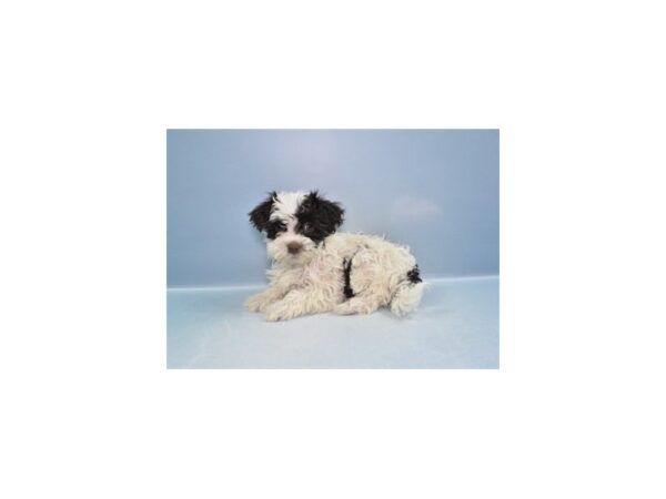 Havanese--Female---Petland Fort Myers, Florida