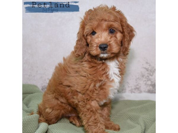 Cavapoo--Male---Petland Fort Myers, Florida