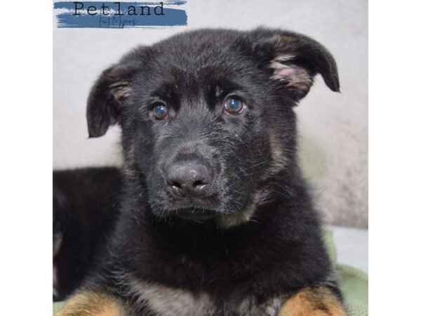 German Shepherd--Male---Petland Fort Myers, Florida
