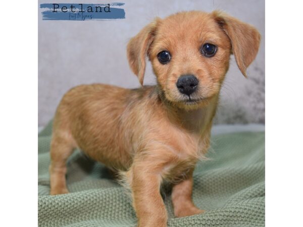 Dorkie--Female---Petland Fort Myers, Florida
