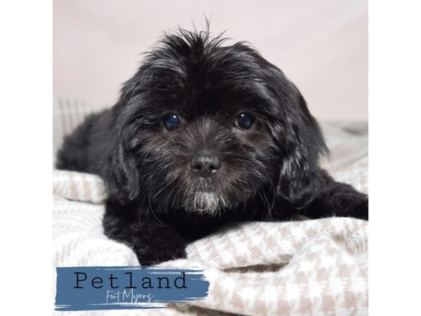 Shih Tzu/Morkie--Female---Petland Fort Myers, Florida