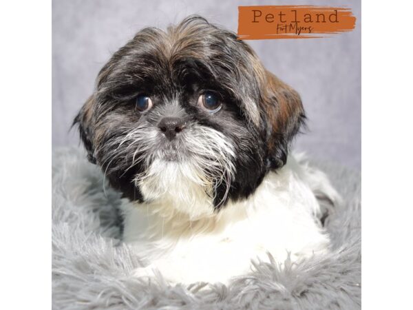 Shih Tzu--Female---Petland Fort Myers, Florida