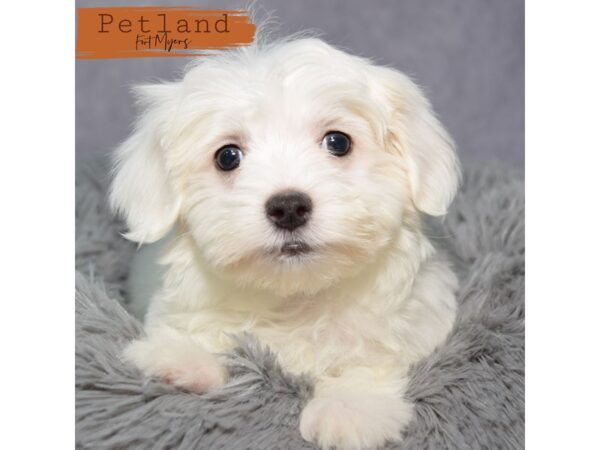 Maltese--Male---Petland Fort Myers, Florida