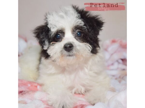 Yochon--Female---Petland Fort Myers, Florida