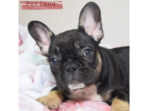 French Bulldog--Male---Petland Fort Myers, Florida