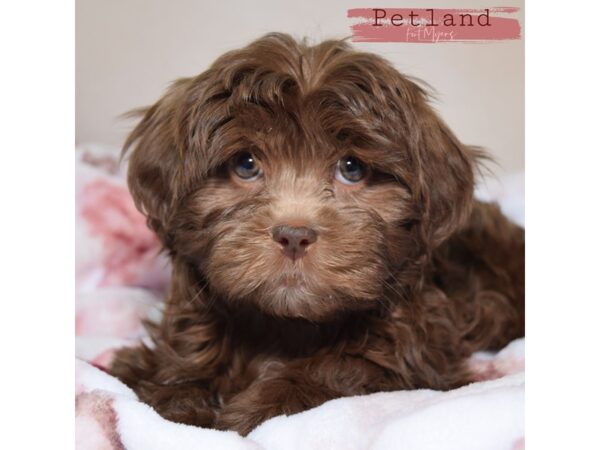 Havatzu--Female---Petland Fort Myers, Florida