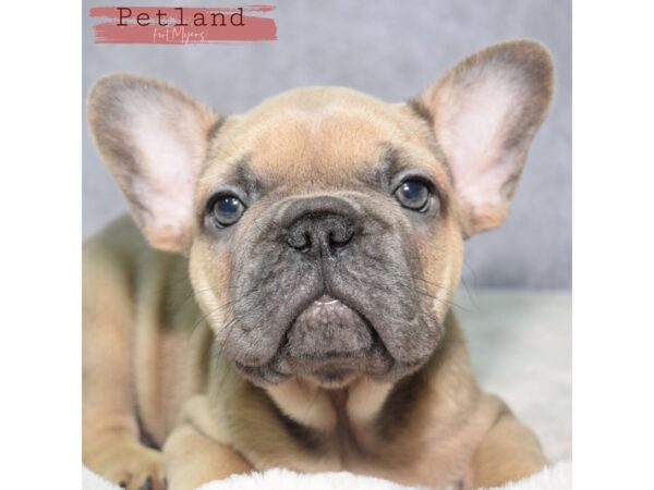 French Bulldog--Male---Petland Fort Myers, Florida