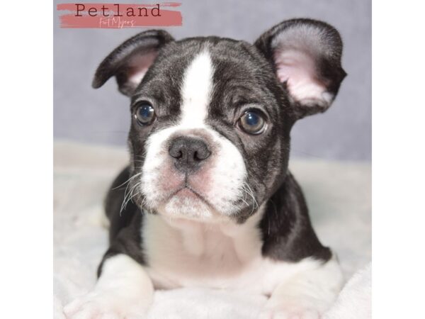 French Bulldog--Male---Petland Fort Myers, Florida