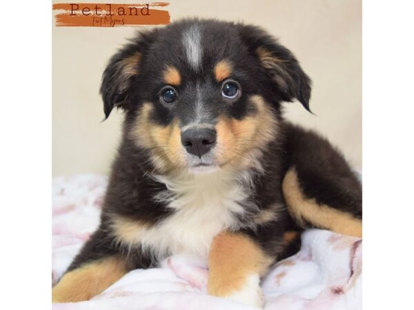 Miniature Australian Shepherd--Male---Petland Fort Myers, Florida