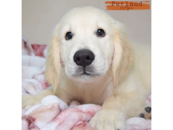 Golden Retriever--Male---Petland Fort Myers, Florida