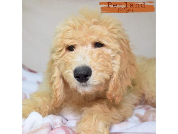 Goldendoodle--Female---Petland Fort Myers, Florida