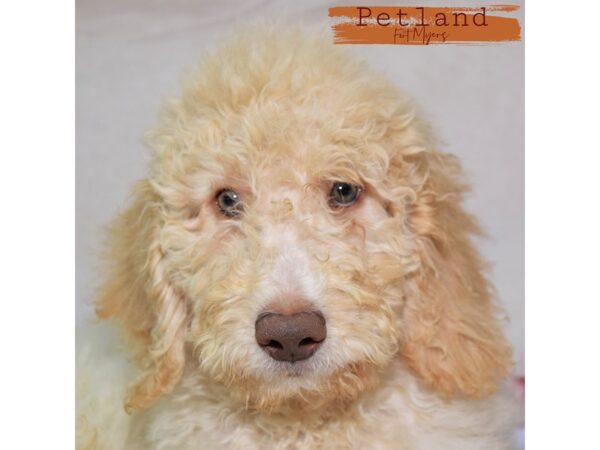 Goldendoodle--Male---Petland Fort Myers, Florida
