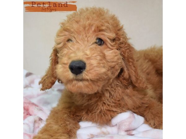 Goldendoodle--Female---Petland Fort Myers, Florida
