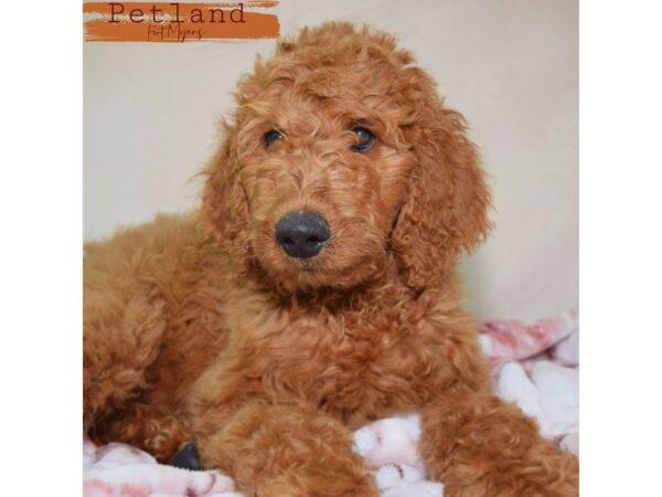 Goldendoodle--Male---Petland Fort Myers, Florida