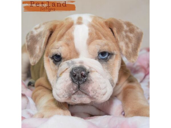 English Bulldog--Male---Petland Fort Myers, Florida