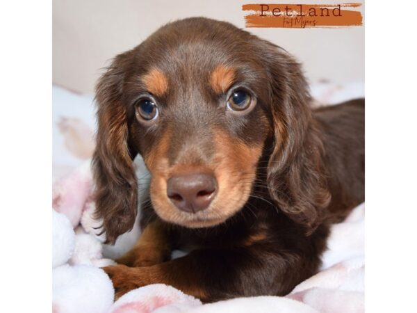 Dachshund--Female---Petland Fort Myers, Florida