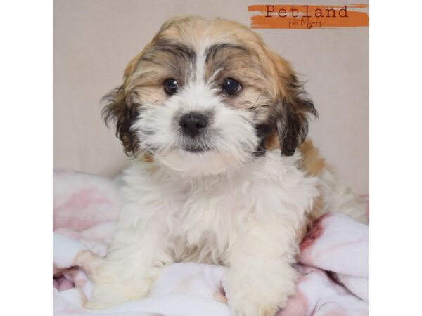 Zuchon--Female---Petland Fort Myers, Florida