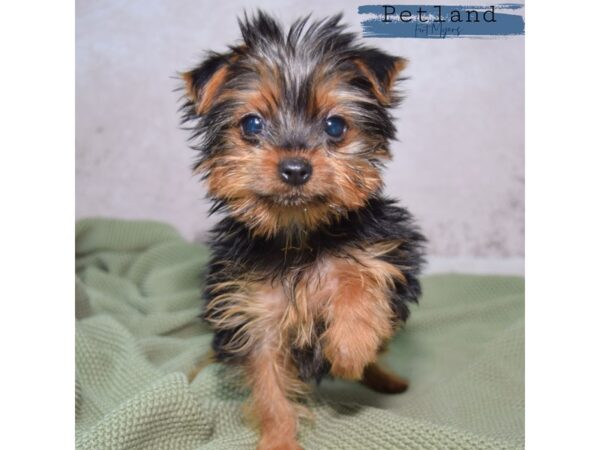 Yorkshire Terrier--Female---Petland Fort Myers, Florida