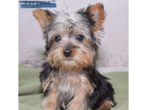 Silky Terrier--Male---Petland Fort Myers, Florida