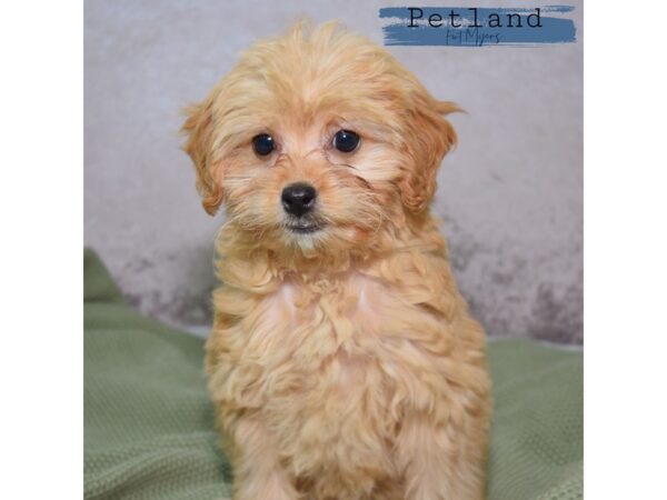 Shihpoo--Female---Petland Fort Myers, Florida