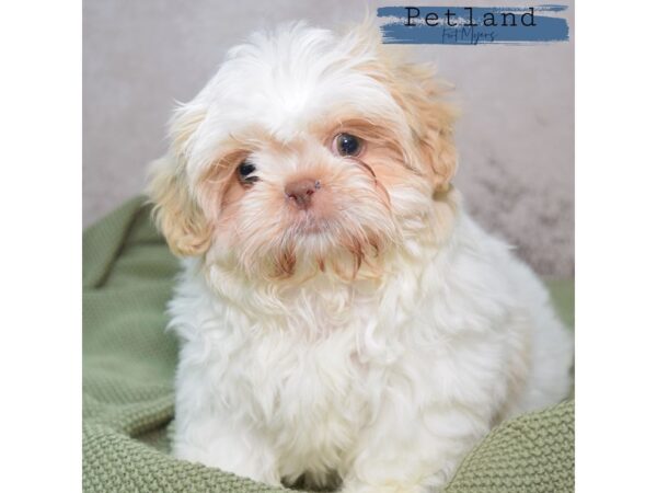 Shih Tzu--Female---Petland Fort Myers, Florida