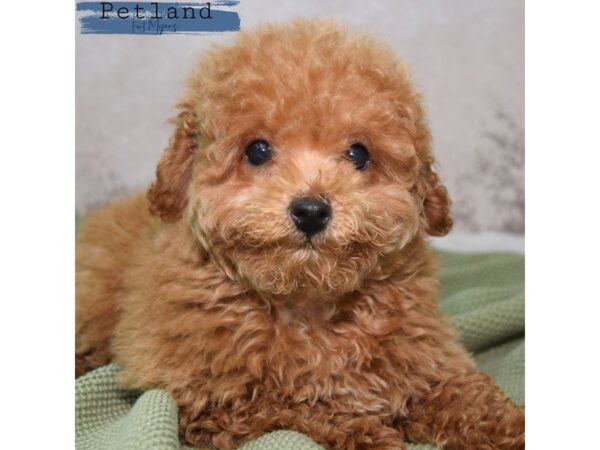 Miniature Poodle--Male---Petland Fort Myers, Florida